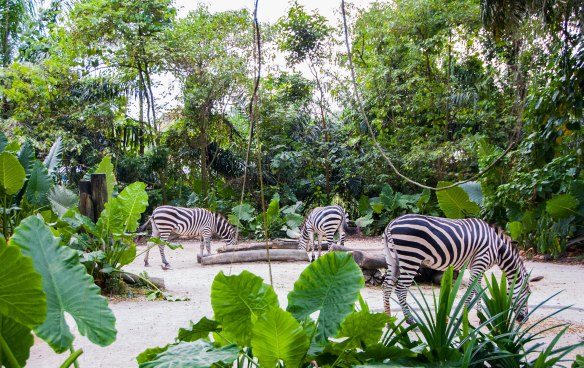 Singapore Zoo (32 von 32)